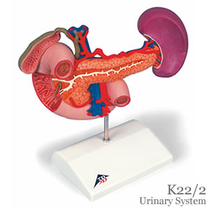 膵臓と周辺器官解剖模型