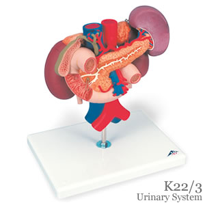 膵臓と周辺器官模型