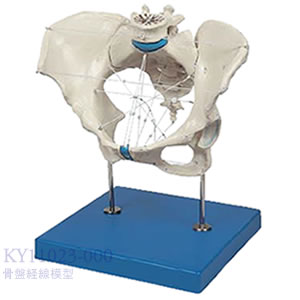 骨盤経線模型 KY11023-000