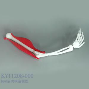 腕の筋肉構造模型 KY11208-000