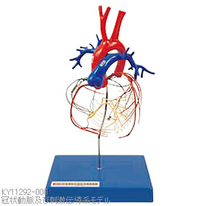 冠状動脈と刺激伝導系を再現した冠状動脈及び刺激伝導系モデルKY11292-000