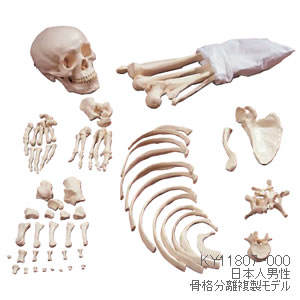 日本人男性骨格分離複製模型 KY11807-000