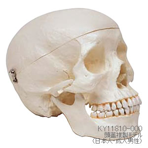 頭蓋複製模型（日本人・成人男性） KY11810-000