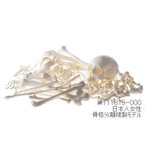 日本人女性骨格分離複製模型 KY11819-000