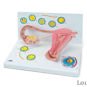 卵成熟と胚の発達模型 L01