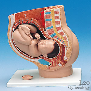 妊娠骨盤、3分解模型