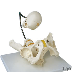 L30 分娩説明用骨盤模型