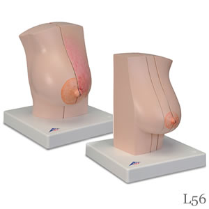 乳房疾患モデル（左右セット、授乳期・非授乳期）L56画像