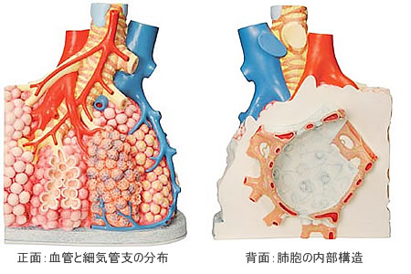 肺胞の構造模型の正面と背面