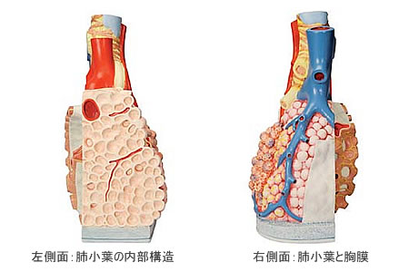 肺胞の構造模型の左右側面