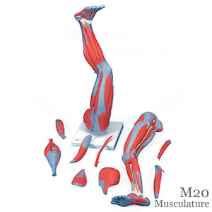 下肢の筋肉模型、9分解