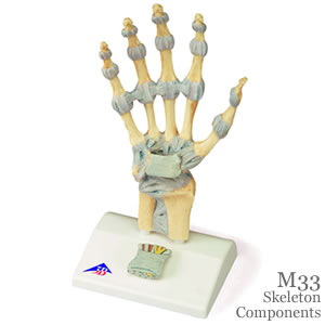 手関節骨模型、靭帯付（M33）