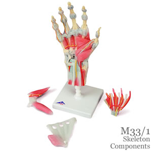 手関節模型、筋・靭帯付4分解(M33_1)