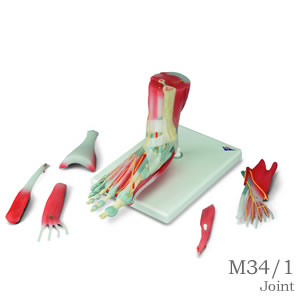 足関節、筋・靭帯付モデル、6分解モデル(M34/1)