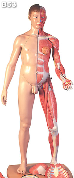 筋肉解剖等身大両性型模型39分解、ヨーロッパ仕様B53