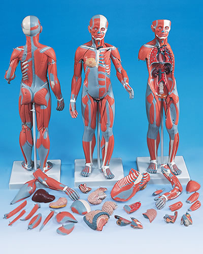 筋肉解剖模型B55 1/2倍大・33分解、両性