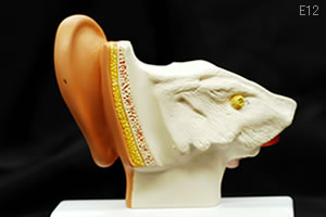 耳模型　E12 平衡聴覚器、1.5倍大モデルの背面
