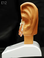 耳模型　E12 平衡聴覚器、1.5倍大モデルの側面