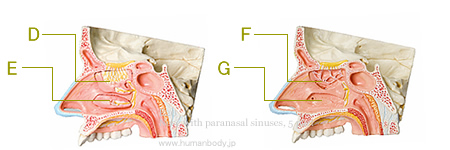 鼻腔と副鼻腔の構造模型5分解 E20｜鼻腔模型