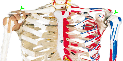 全身骨格模型A13の肩関節は左右異なる仕様でできている
