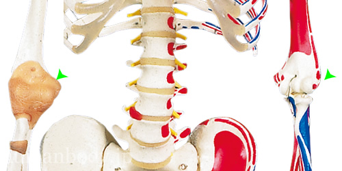 全身骨格模型A13の肘関節は左右異なる仕様でできている