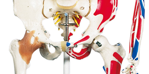 全身骨格模型A13の股関節は左右異なる仕様でできており、仙腸関節は固定