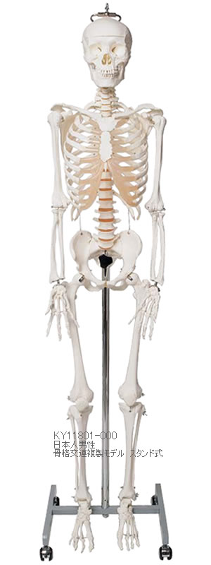日本人男性骨格標本から型取りして作られた精密な骨格複製モデル