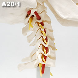 頭蓋骨模型A20/1の頚椎