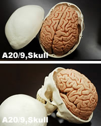 脳付の頭蓋骨模型