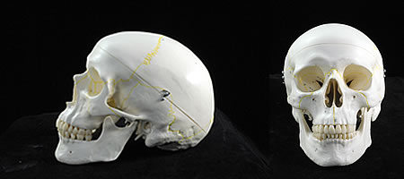 縫合線着色付頭蓋骨模型の正面、側面 A21