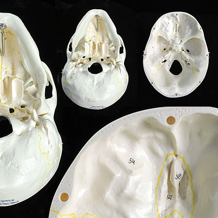 縫合線着色付頭蓋骨模型の頭蓋底部 A21