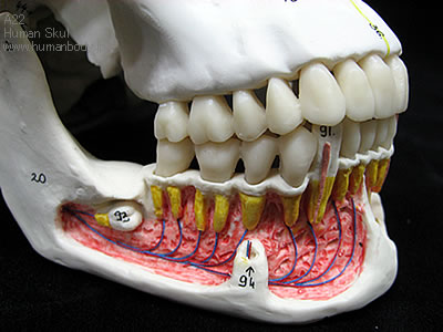 下顎開放型頭蓋骨模型の下顎開放部・右側は血管の分布を表示　A22