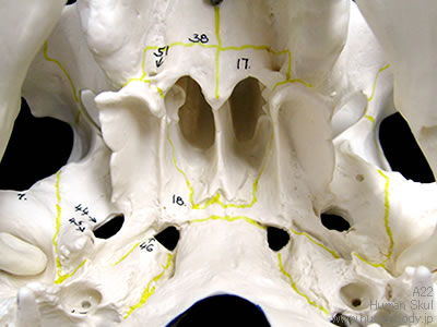 頭蓋骨模型下顎開放型、3分解モデル（A22）を下から見た様子・拡大