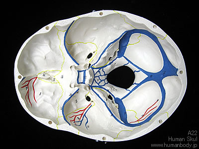 頭蓋骨模型下顎開放型、3分解モデル（A22）の内頭蓋底
