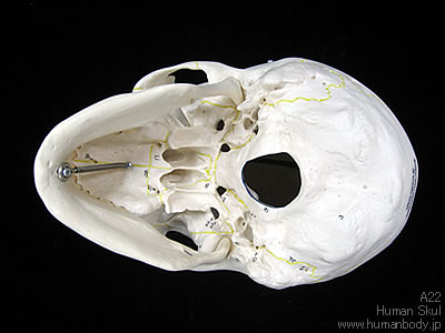 頭蓋骨模型下顎開放型、3分解モデル（A22）を下から見た様子