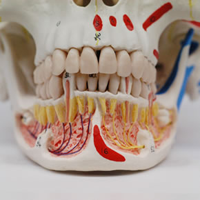 頭蓋骨模型A22/1下顎・正面