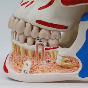 頭蓋骨模型A22/1下顎・左側面