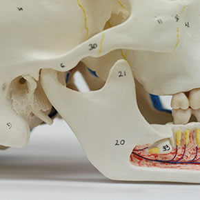 頭蓋骨模型A22/1・右顎関節