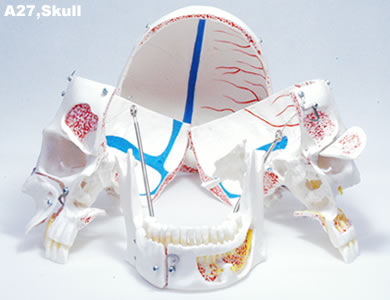 頭蓋骨模型A27、分解の様子