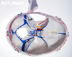 頭蓋骨模型A27頭蓋底内部