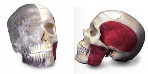 頭蓋骨模型・頭蓋、咀嚼筋付、半側透明8分解A282