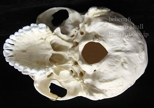 男性頭蓋骨標本のレプリカ（BCBC016）の外頭蓋底