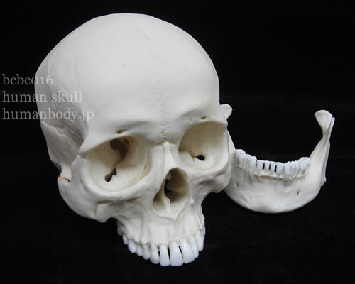 頭蓋骨模型、下顎分離