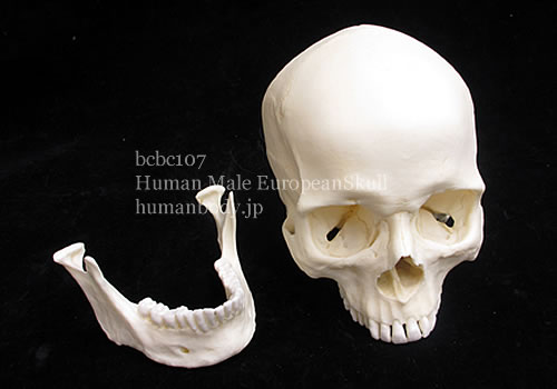 ヨーロッパ系の男性の頭蓋骨標本レプリカ BCBC107を観察