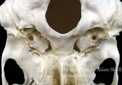 BCBC149アジア人女性頭蓋骨模型の外頭蓋底の一部を拡大。