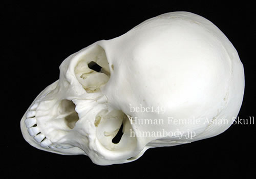 BCBC149アジア人女性頭蓋骨模型を斜め上から見た様子。
