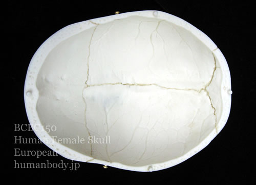 BCBC150 ヨーロッパ女性の頭蓋骨模型の頭蓋冠内側
