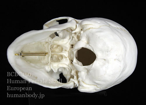 BCBC150 ヨーロッパ女性の頭蓋骨模型の外頭蓋底。写真では下顎が付いたままだが取り外しも可能。
