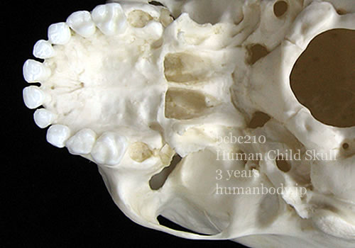 BCBC210 小児頭蓋骨模型の外頭蓋底。上顎骨の歯列を確認できる。
