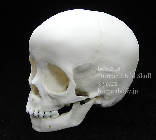 BCBC210 小児の頭蓋骨標本を再現した頭蓋骨模型、左側面から見る写真。
